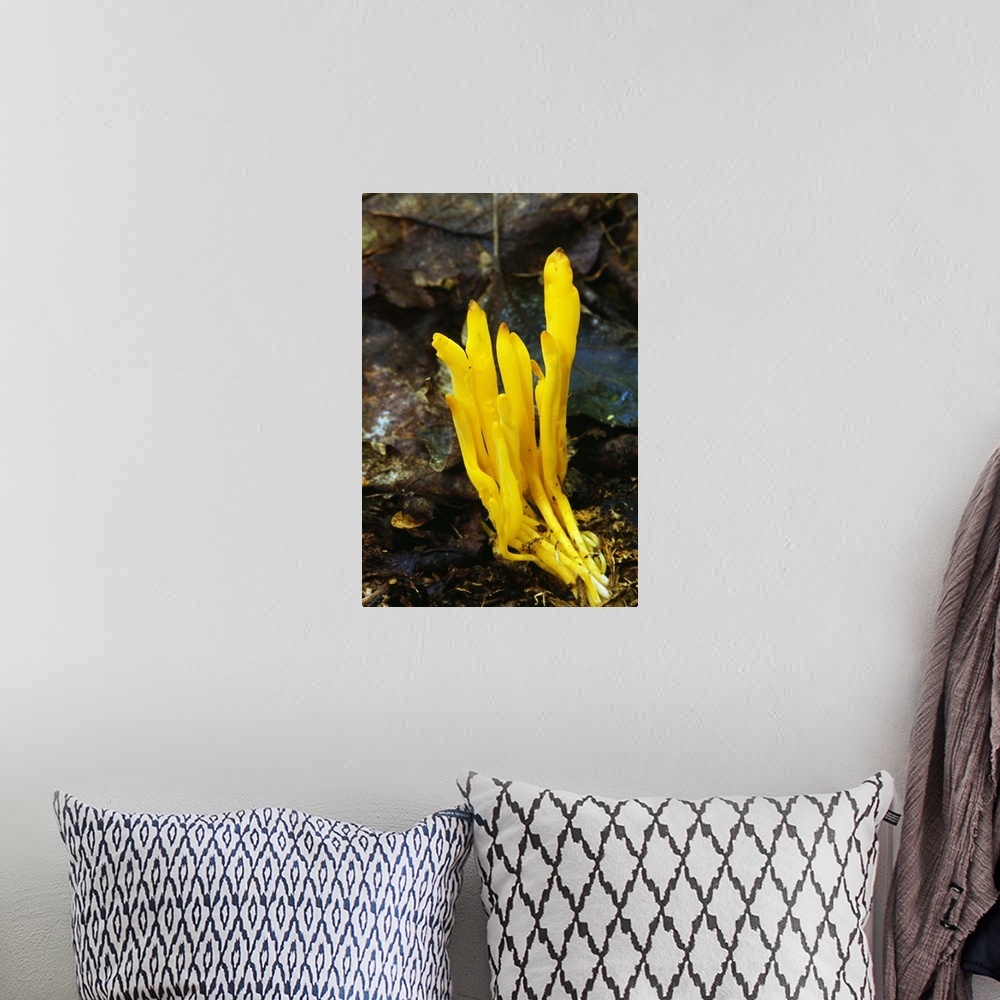 A bohemian room featuring Yellow spindle coral mushrooms (Clavulinopsis fusiformis) growing in leaf litter, New York