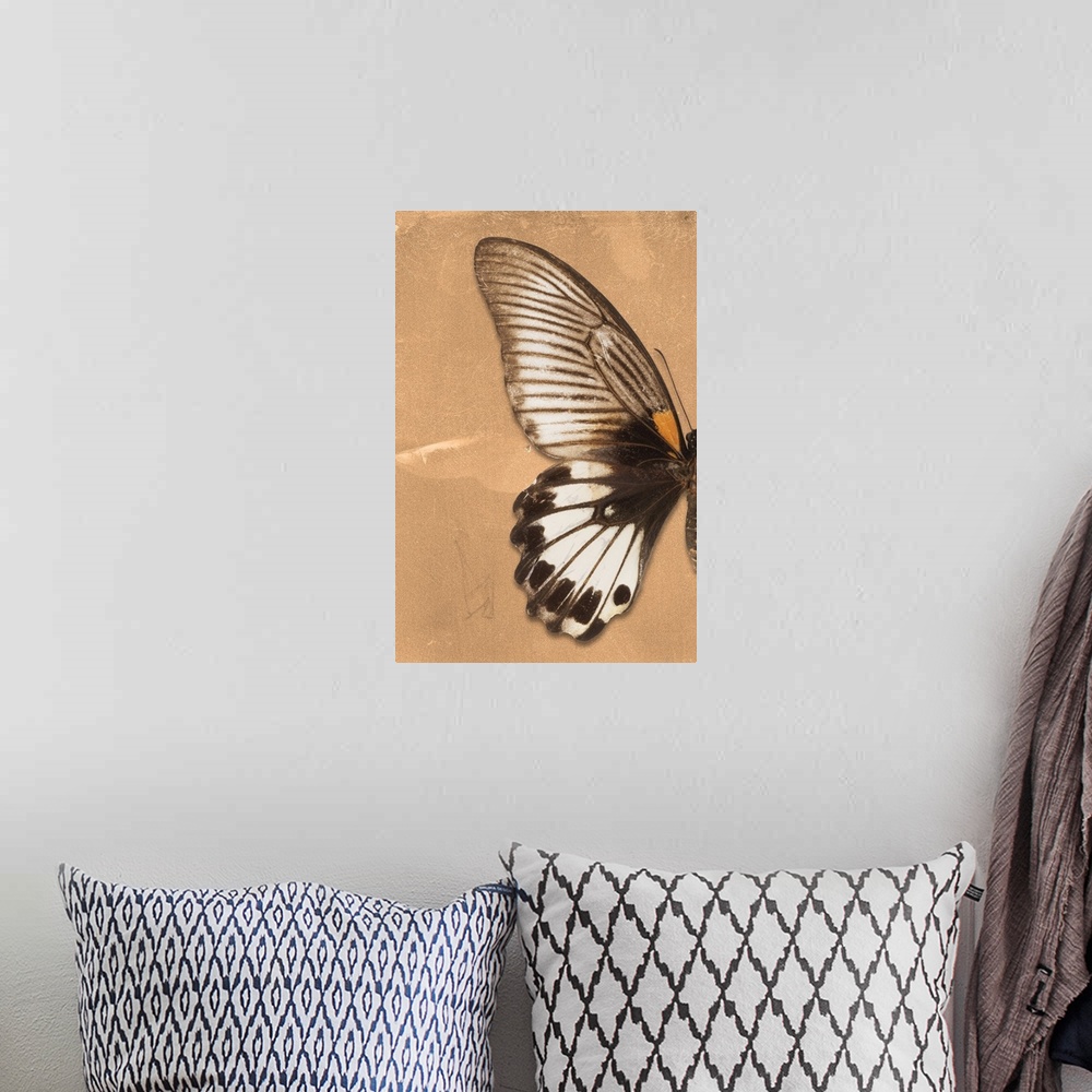 A bohemian room featuring Half of a butterfly on an orange sparkly background.