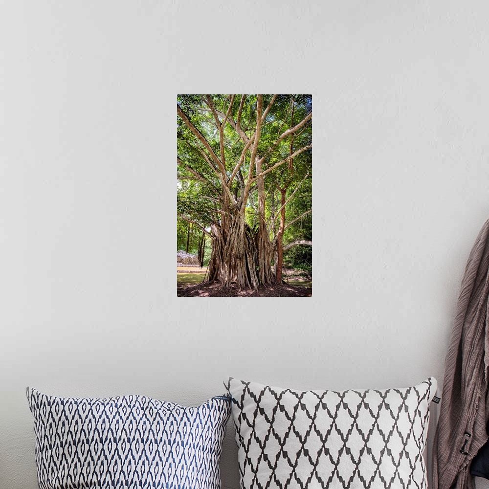 A bohemian room featuring Photograph of a large, old tree on a sunny day in Mexico. From the Viva Mexico Collection.