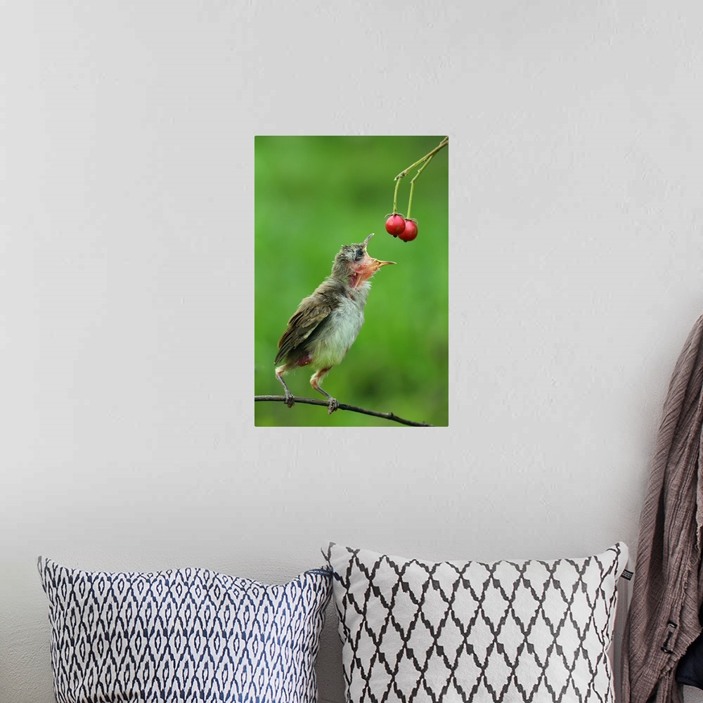 A bohemian room featuring Photograph of a young bird perched on a tree branch grabbing from some food.