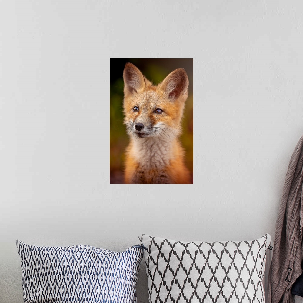 A bohemian room featuring Portrait of a cute young red fox.