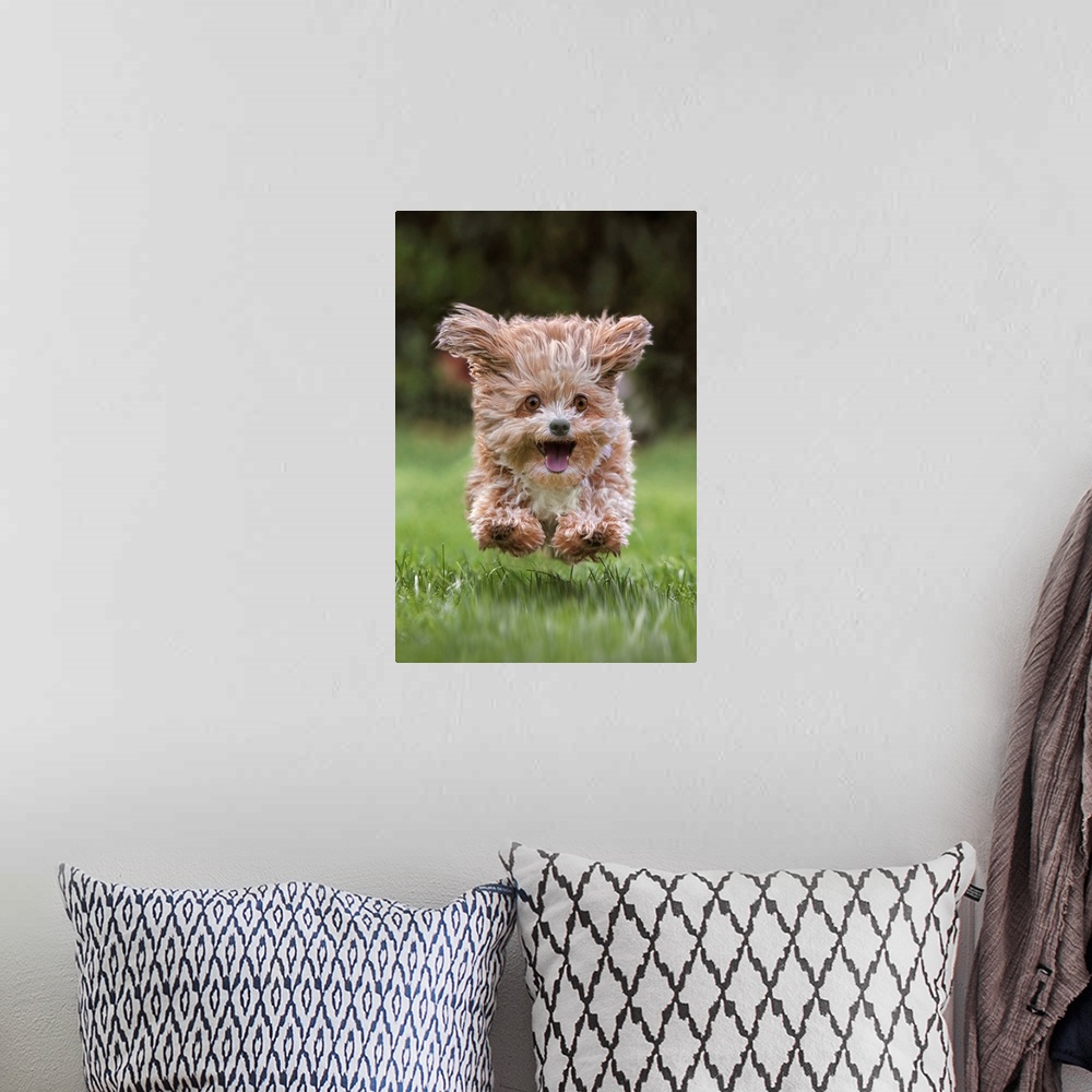 A bohemian room featuring A puppy running excitedly through the grass.