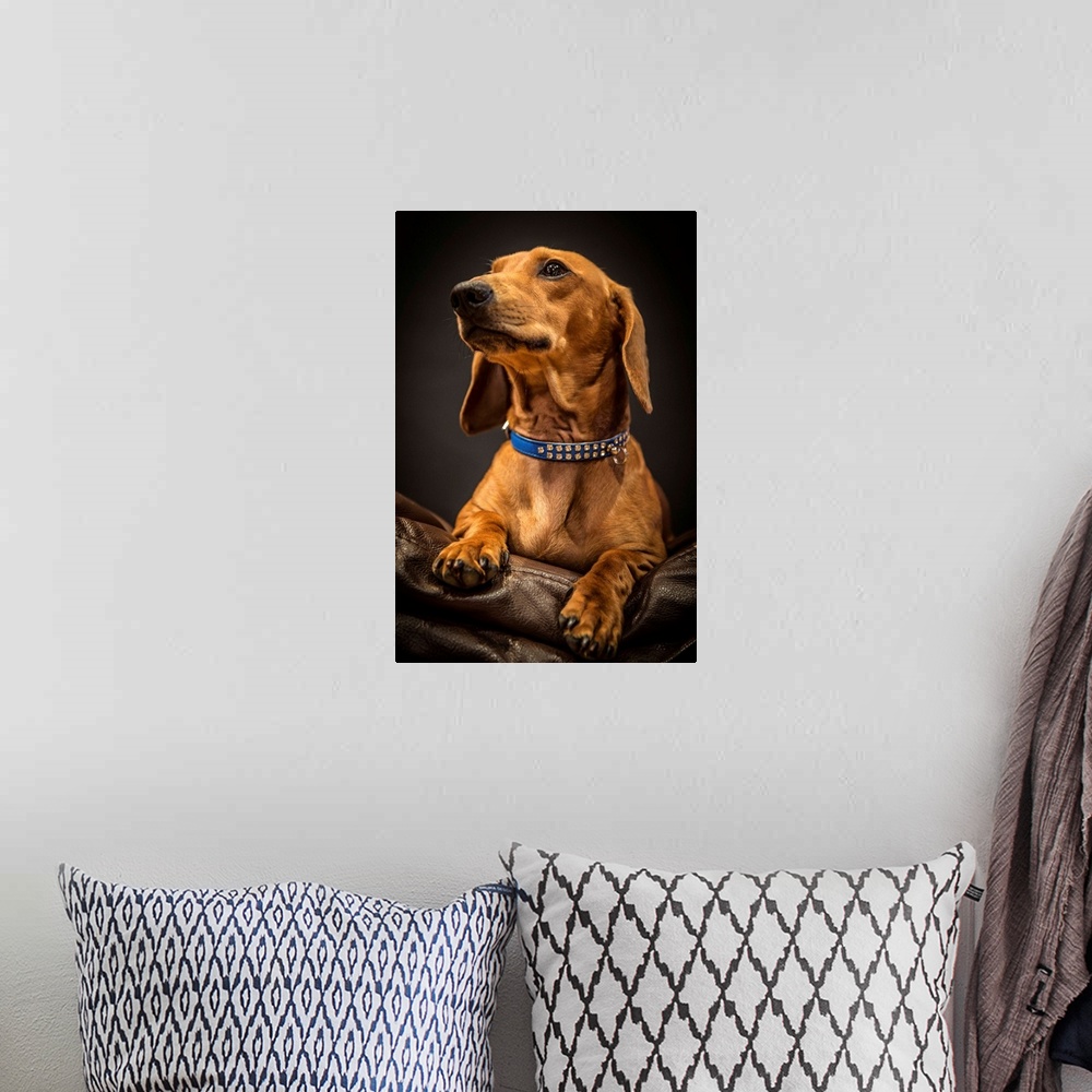 A bohemian room featuring Portrait of an elegant Dachshund on a leather couch.