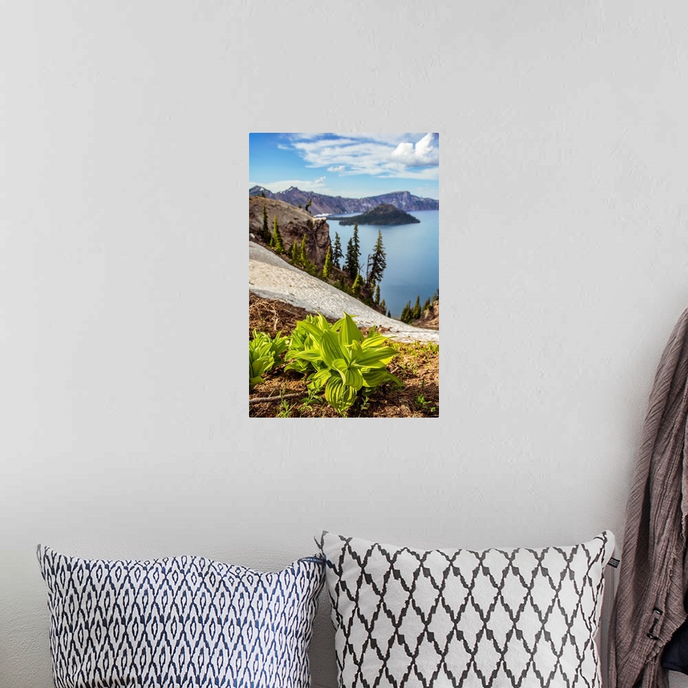 A bohemian room featuring View of Corn Lily Leaves (Veratrum californicum) at Crater Lake in Oregon.