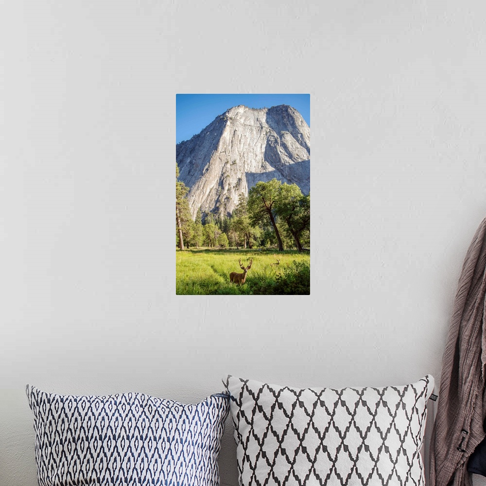 A bohemian room featuring Deer grazing in grass under Middle Cathedral Rock in Yosemite National Park, California.