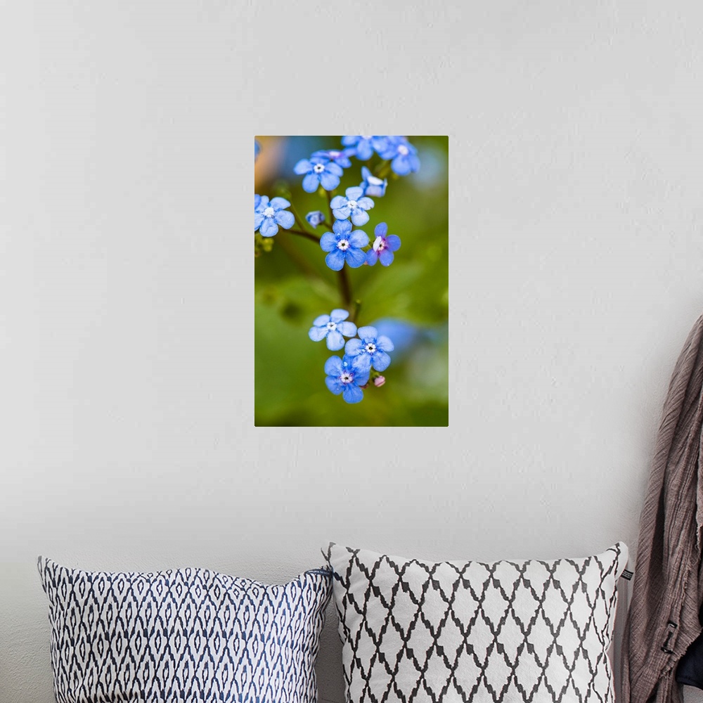 A bohemian room featuring Close up photograph of blue Alpine Forget-Me-Not.