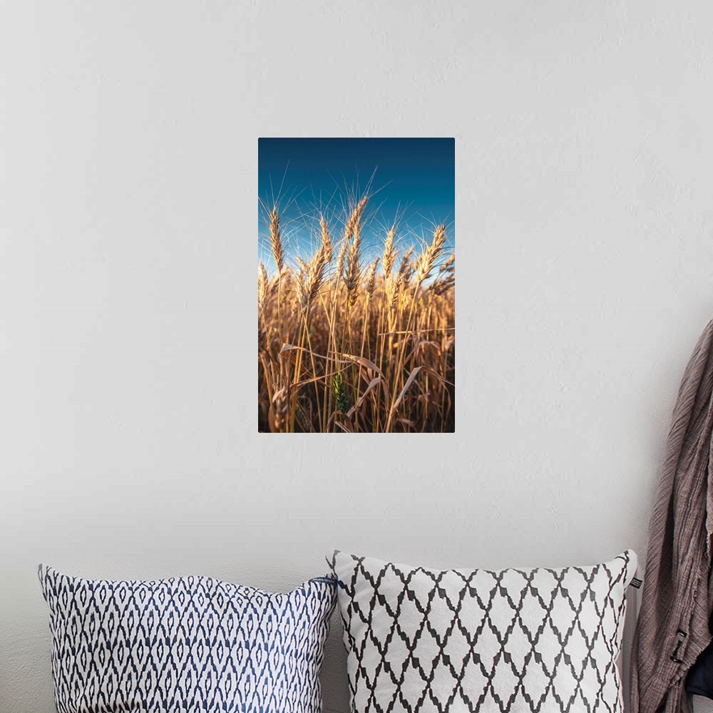 A bohemian room featuring Wheat fields and blue skies in Banff National Park, Alberta, Canada.