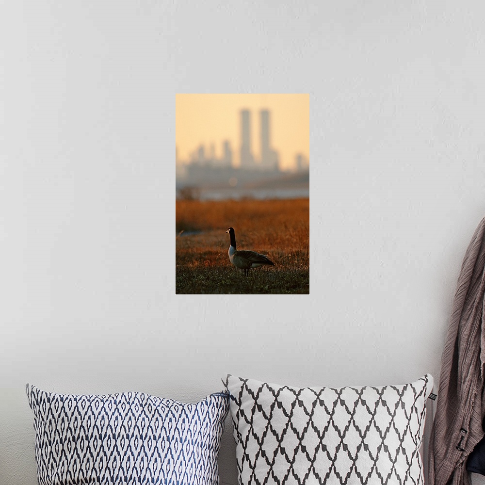 A bohemian room featuring Canada goose (Branta canadensis) and hazy Twin Towers skyline.