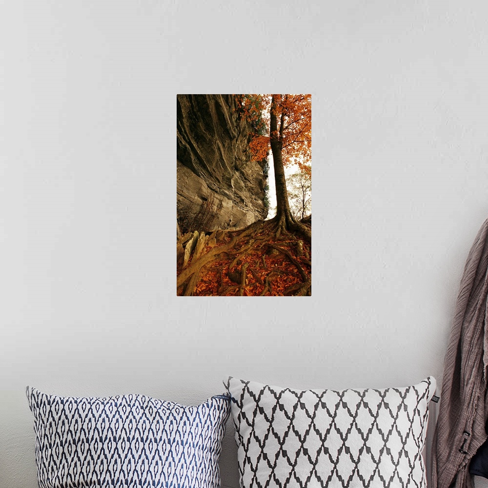 A bohemian room featuring Raven rock and autumn colored beech tree.