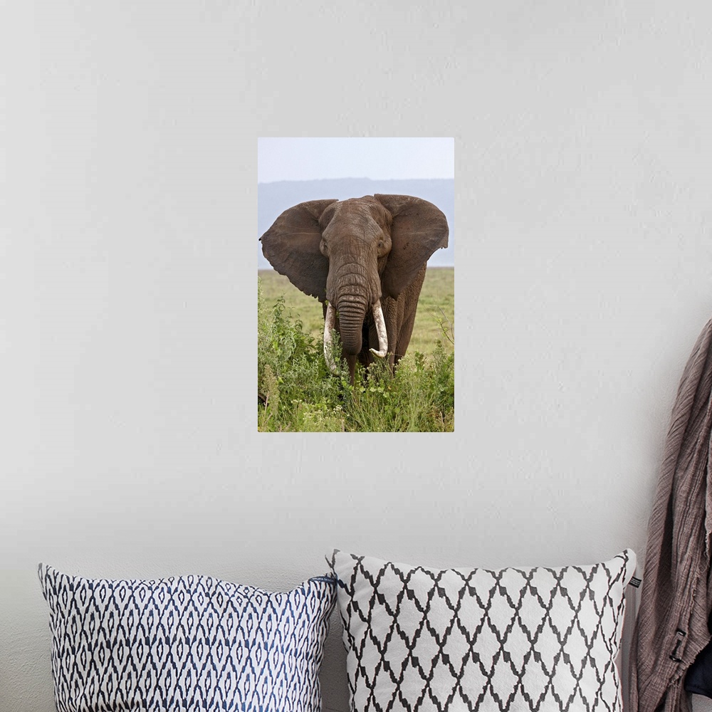 A bohemian room featuring African elephant with large tusks, Ngorongoro Crater, Tanzania, East Africa