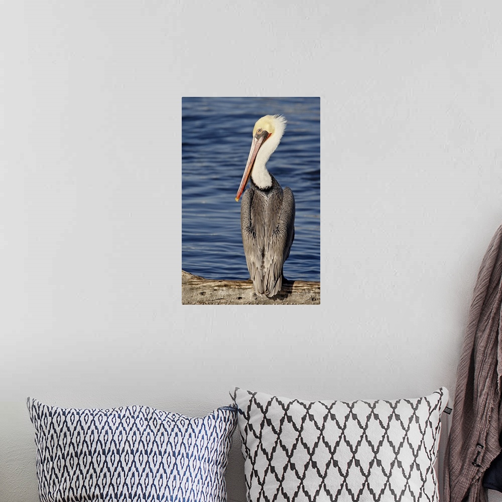 A bohemian room featuring American White Pelican, Sonny Bono Salton Sea National Wildlife Refuge, California