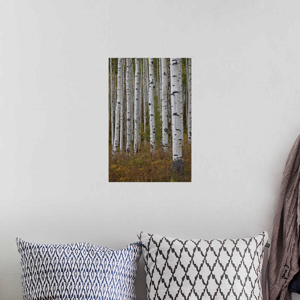 A bohemian room featuring Aspen trunks in the fall, White River National Forest, Colorado