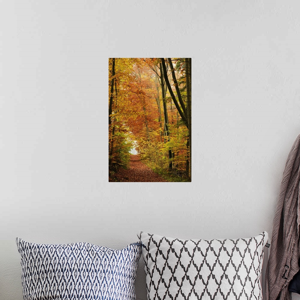 A bohemian room featuring Autumn forest in the Neckar valley, Baden-Wurttemberg, Germany
