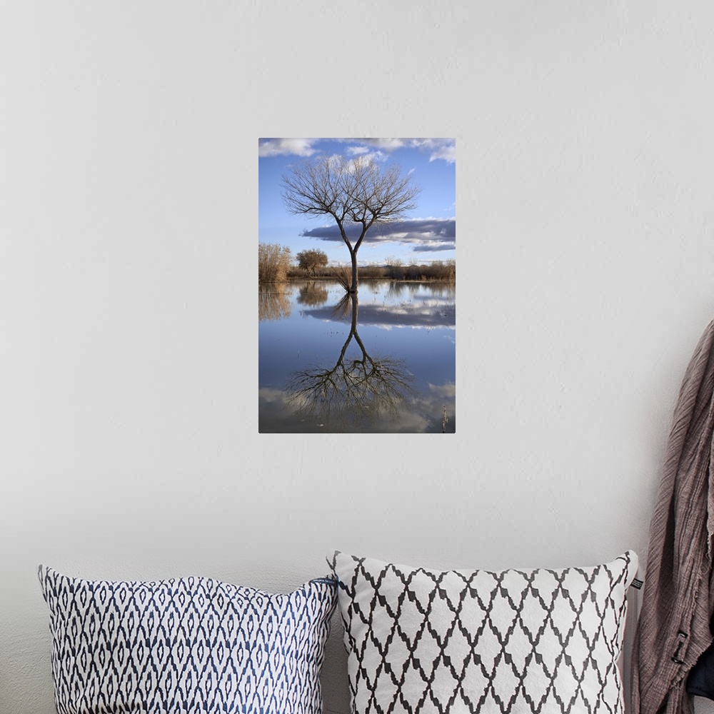 A bohemian room featuring Bare tree reflected in a floodplain, Bosque del Apache, New Mexico