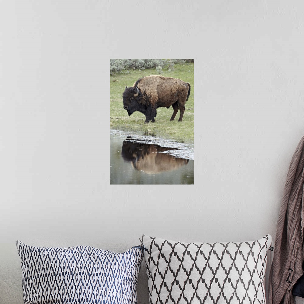 A bohemian room featuring Bison reflected in a pond, Yellowstone National Park, Wyoming