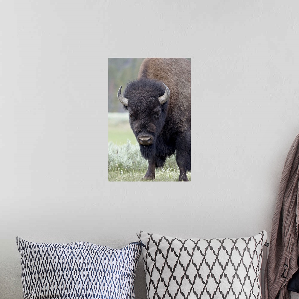A bohemian room featuring Bison, Yellowstone National Park, Wyoming