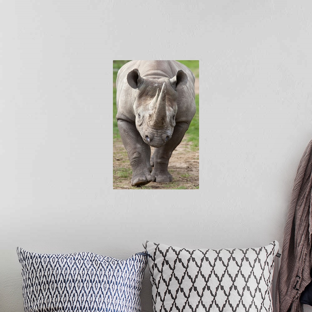 A bohemian room featuring Black rhino (Diceros bicornis), captive, native to Africa