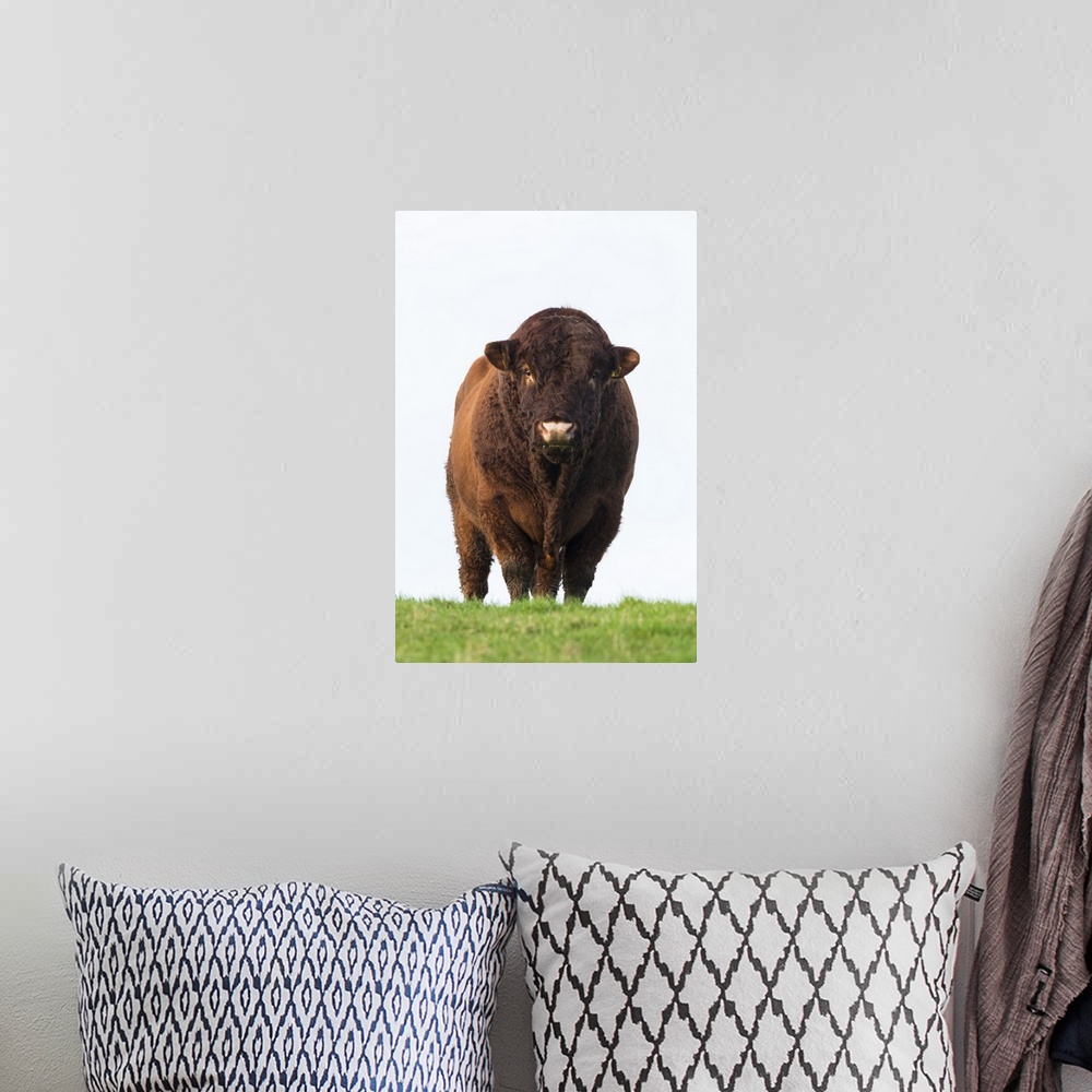 A bohemian room featuring Bull in farmer's field, Islay, Scotland, United Kingdom, Europe