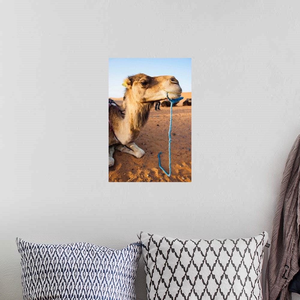 A bohemian room featuring Camel portrait, Erg Chebbi Desert, Morocco, Africa
