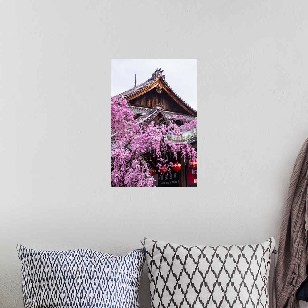 A bohemian room featuring Cherry blossom tree in the Geisha quarter of Gion, Kyoto, Japan, Asia.
