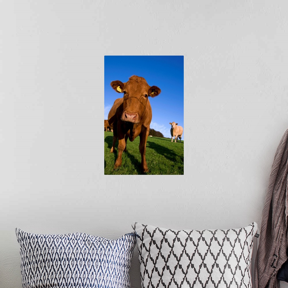 A bohemian room featuring Close-up of cattle, north Exmoor, Devon, England, UK
