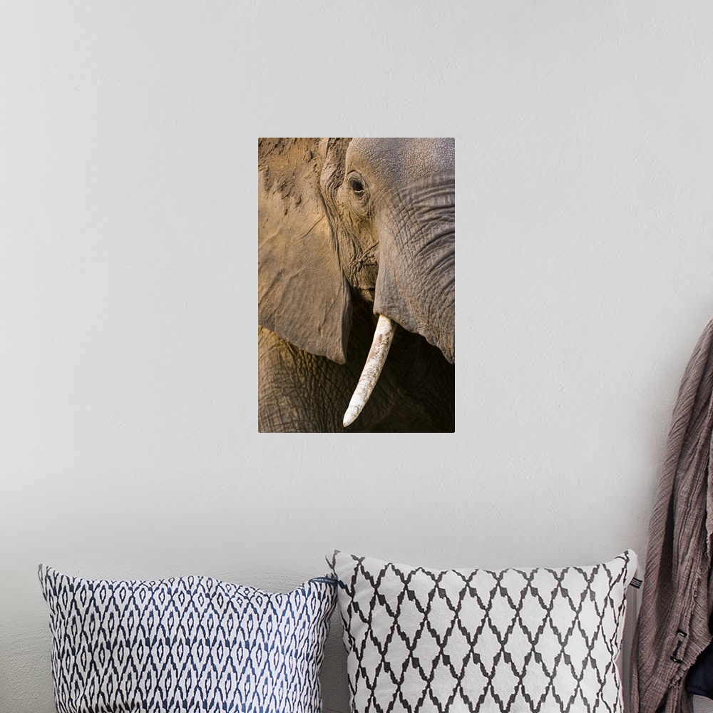 A bohemian room featuring Close-up portrait of an African elephant (Loxodonta africana), Khwai Concession, Okavango Delta, ...