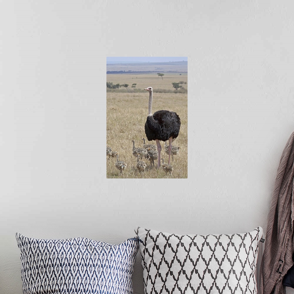 A bohemian room featuring Common ostrich male watching chicks, Masai Mara National Reserve, Kenya, Africa