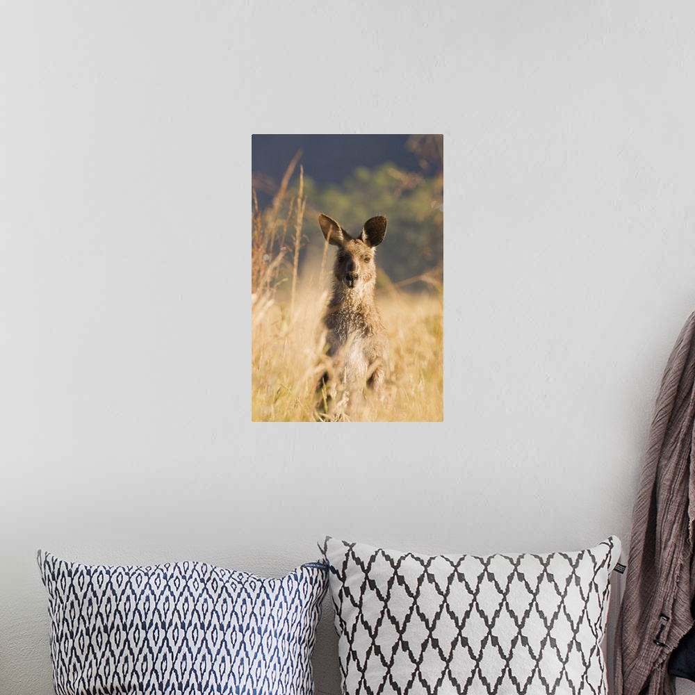 A bohemian room featuring Eastern grey kangaroo, Geehi, Kosciuszko National Park, Australia