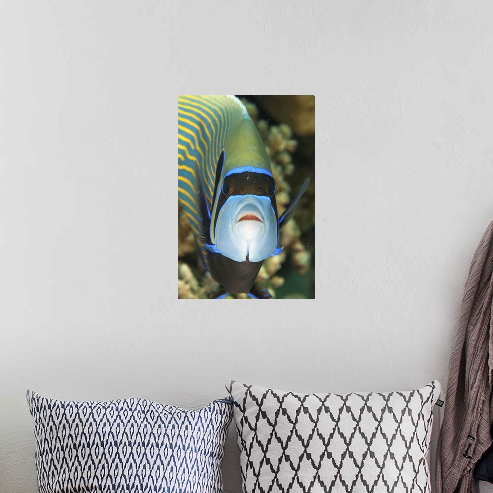 A bohemian room featuring Emperor angelfish close-up, Naama Bay, Red Sea, Egypt, Africa