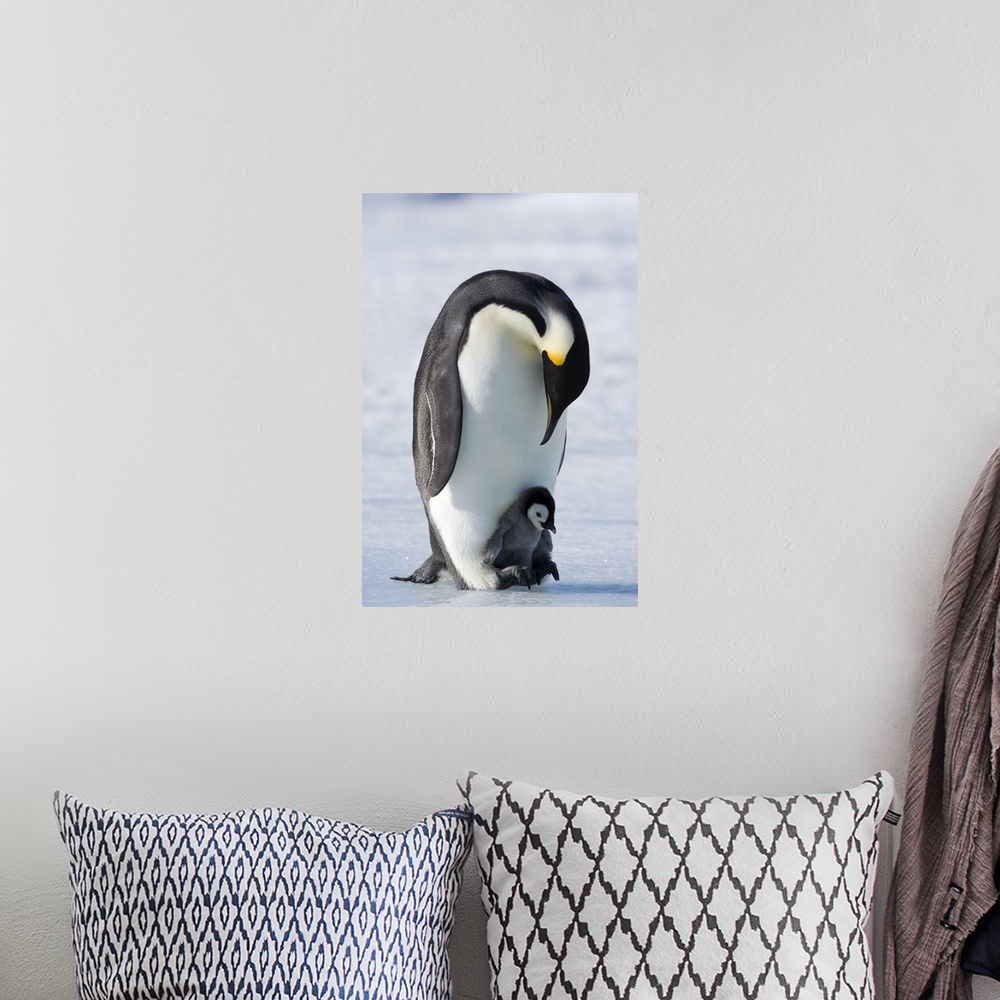 A bohemian room featuring Emperor penguin chick and adult (Aptenodytes forsteri), Snow Hill Island, Weddell Sea, Antarctica...