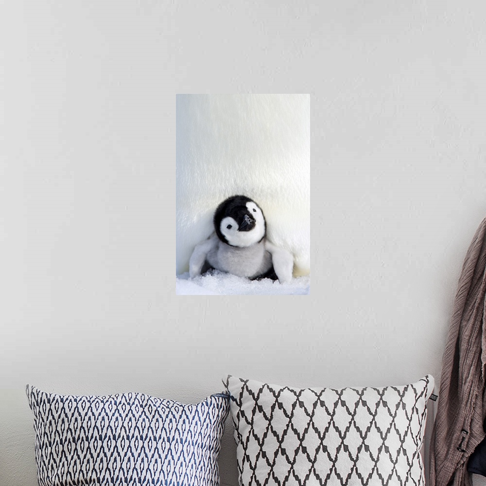 A bohemian room featuring Emperor penguin (Aptenodytes forsteri), chick, Snow Hill Island, Weddell Sea, Antarctica, Polar R...