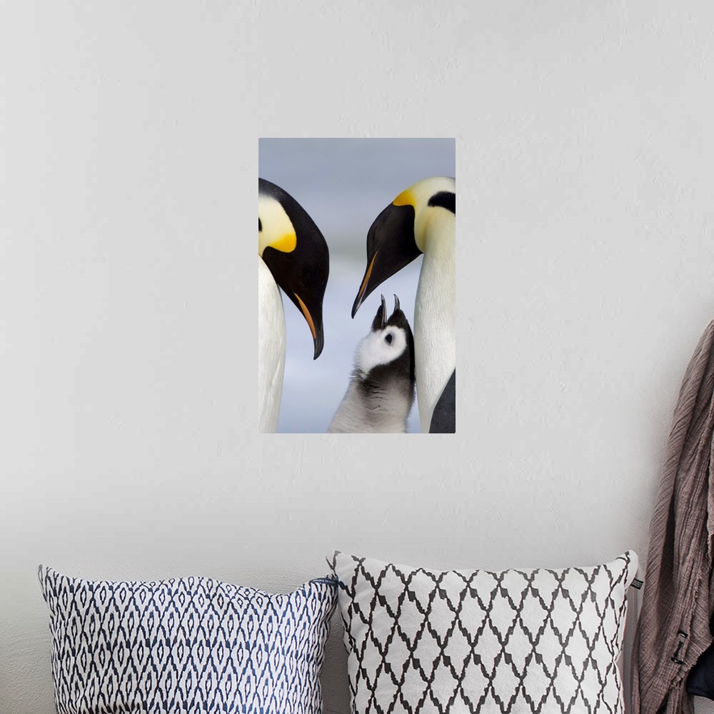 A bohemian room featuring Emperor penguins and chick, Snow Hill Island, Weddell Sea, Antarctica, Polar Regions