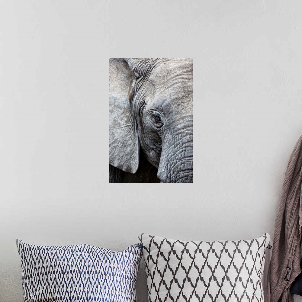 A bohemian room featuring Eye of the African elephant, Serengeti National Park, Tanzania