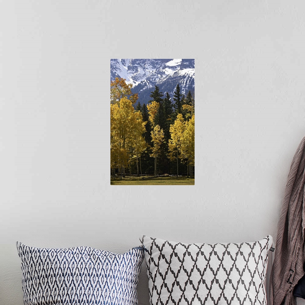 A bohemian room featuring Fall colors of aspens with evergreens, near Ouray, Colorado