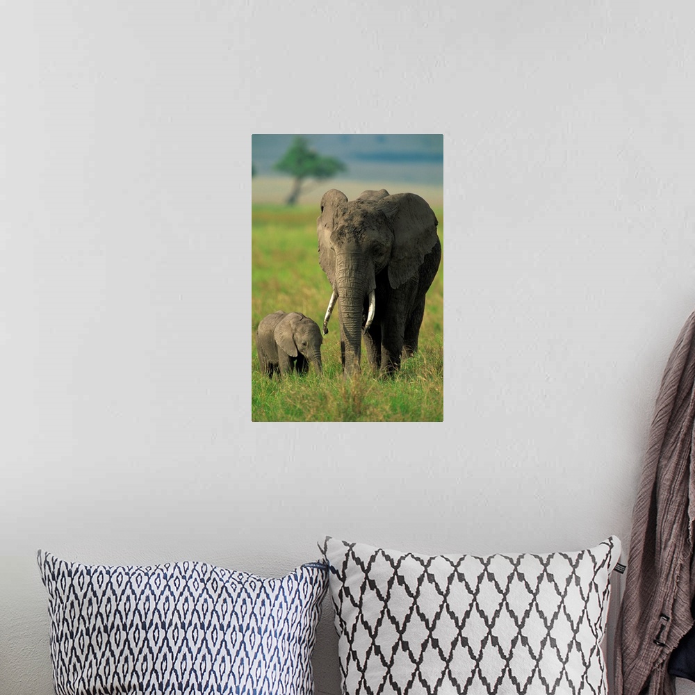 A bohemian room featuring Female and calf, African elephant, Masai Mara National Reserve, Kenya
