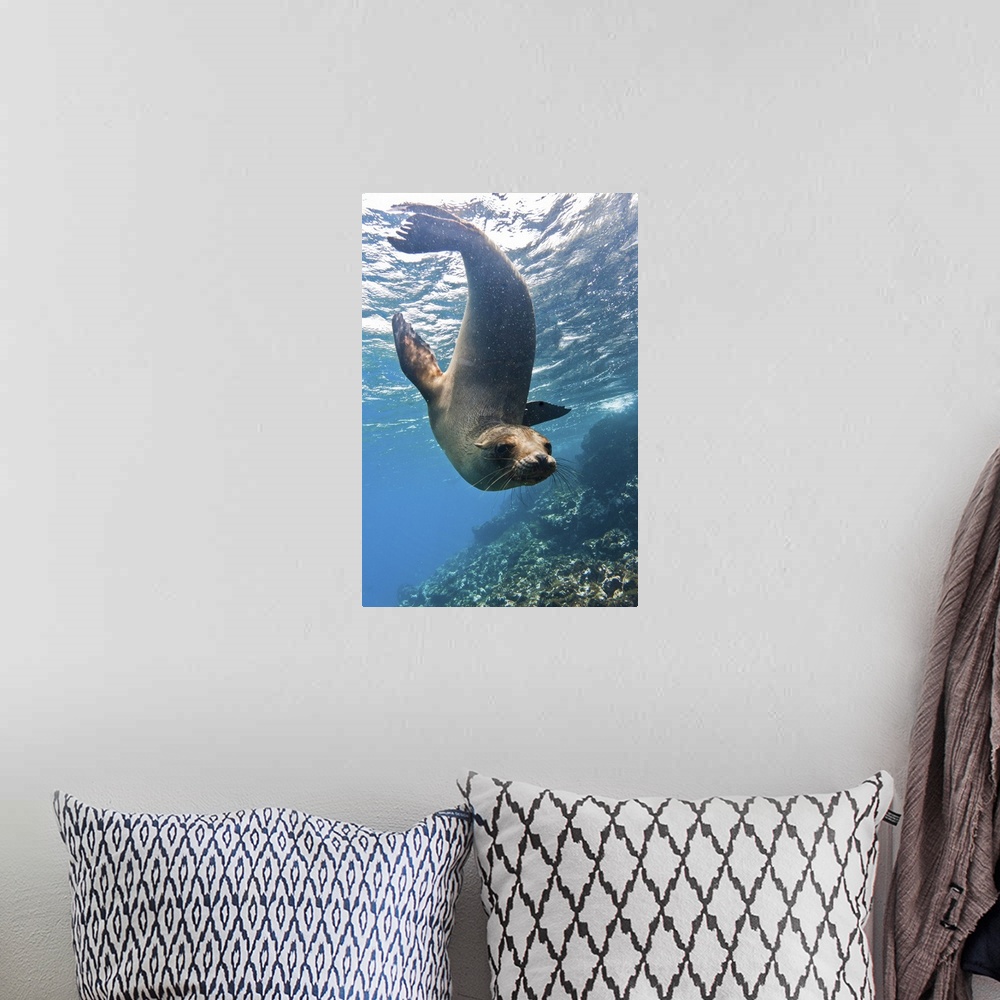 A bohemian room featuring Galapagos sea lion underwater, Champion Island, Galapagos Islands, Ecuador
