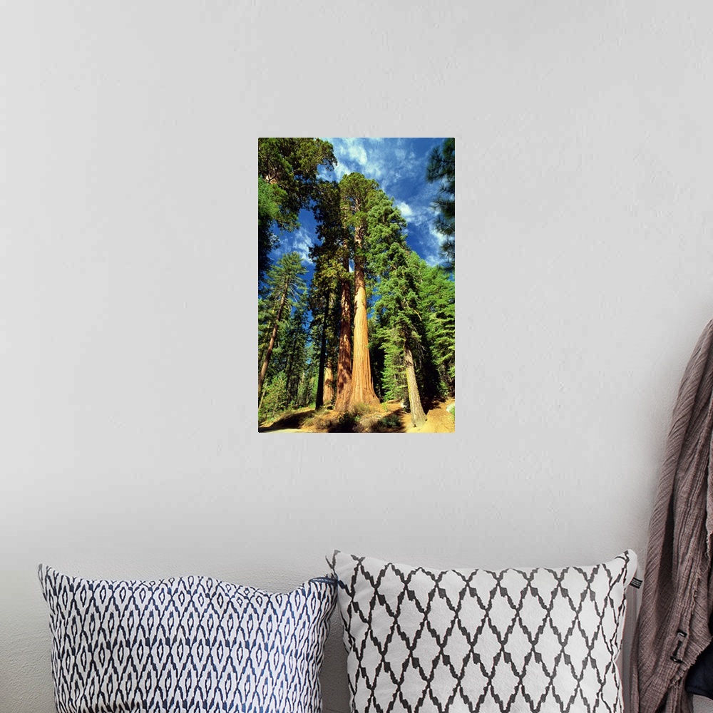 A bohemian room featuring Giant sequoia trees, Mariposa Grove, Yosemite National Park, California