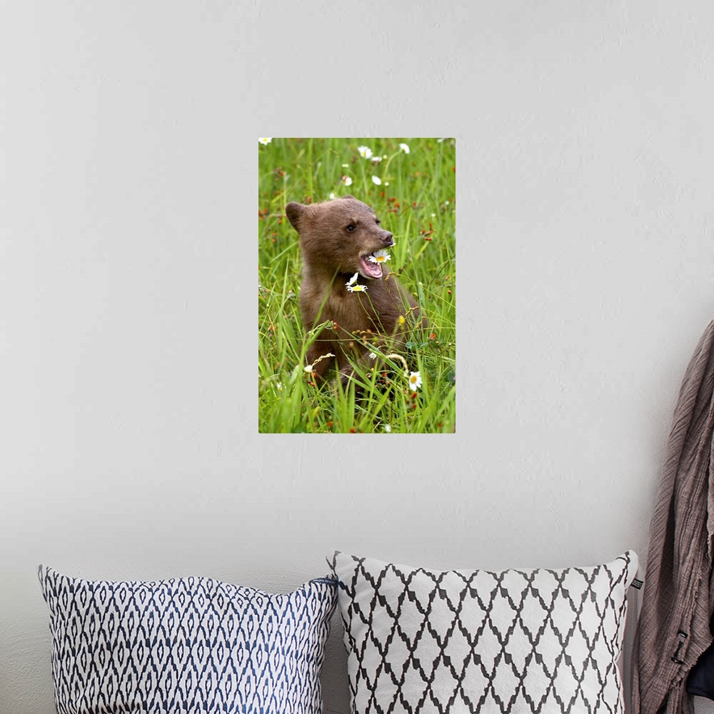 A bohemian room featuring Grizzly bear cub in captivity, eating an oxeye daisy flower, Sandstone, Minnesota, USA