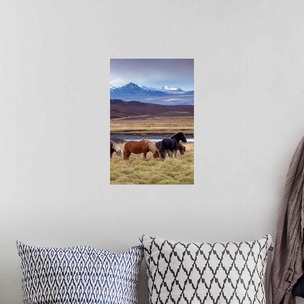 A bohemian room featuring Icelandic horses, peaks of Ljosufjoll behind, Snaefellsnes Peninsula, Iceland