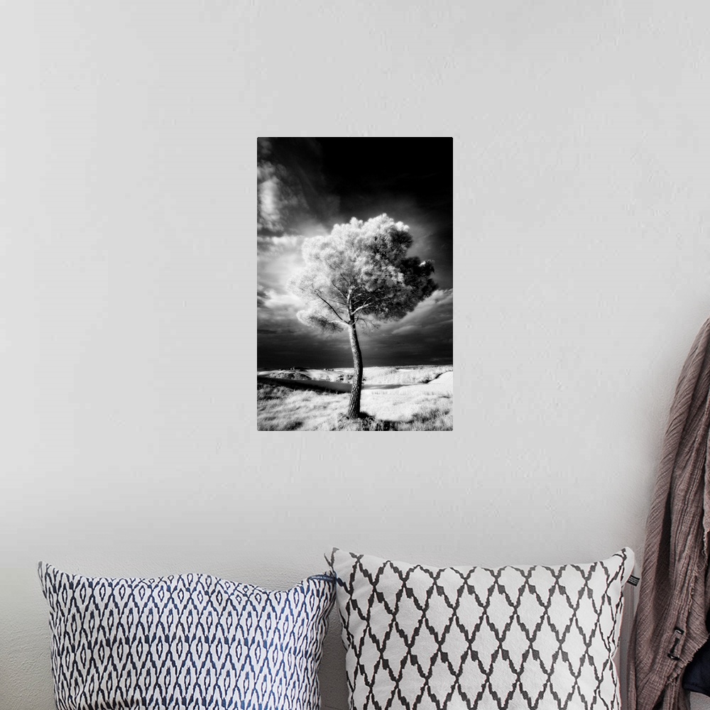 A bohemian room featuring Infra red image of a tree against dark evening sky, near Pienza, Tuscany, Italy