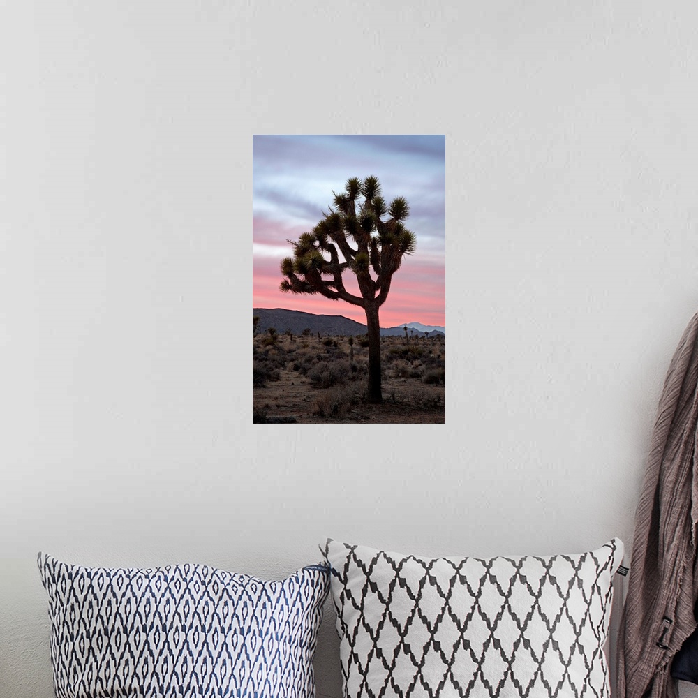 A bohemian room featuring Joshua tree at sunset, Joshua Tree National Park, California