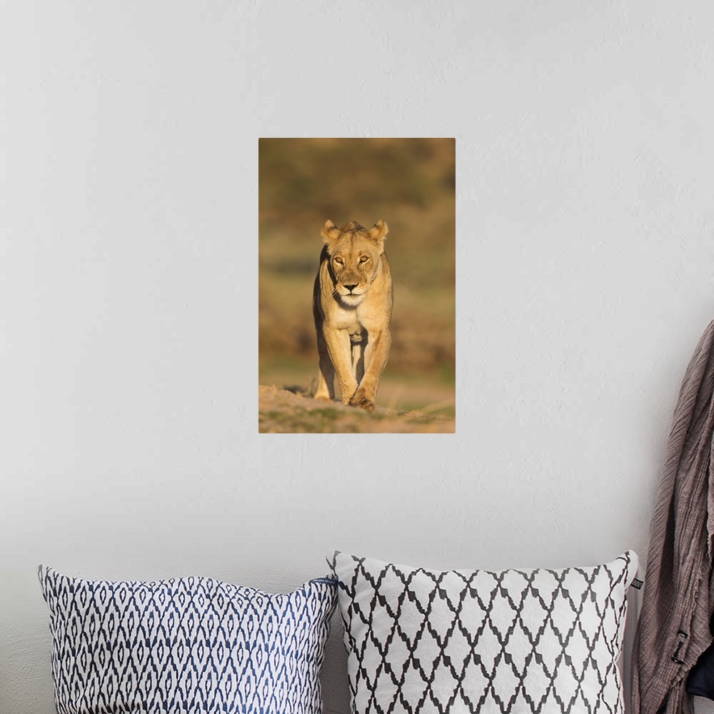 A bohemian room featuring Lioness (Panthera leo) in the Kalahari, Kgalagadi Transfrontier Park, Northern Cape, South Africa...