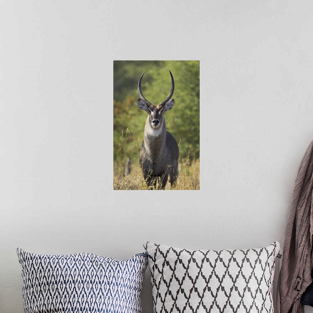 A bohemian room featuring Male common waterbuck, Greater Limpopo Transfrontier Park, Africa