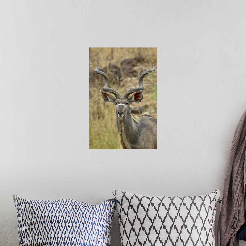 A bohemian room featuring Male greater kudu, Kruger National Park, Africa