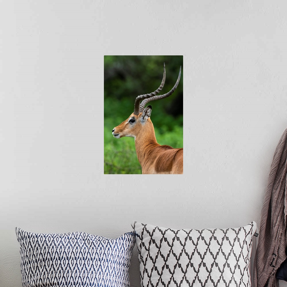 A bohemian room featuring Male impala (Aepyceros melampus), Ndutu, Ngorongoro Conservation Area, Serengeti, Tanzania, East ...
