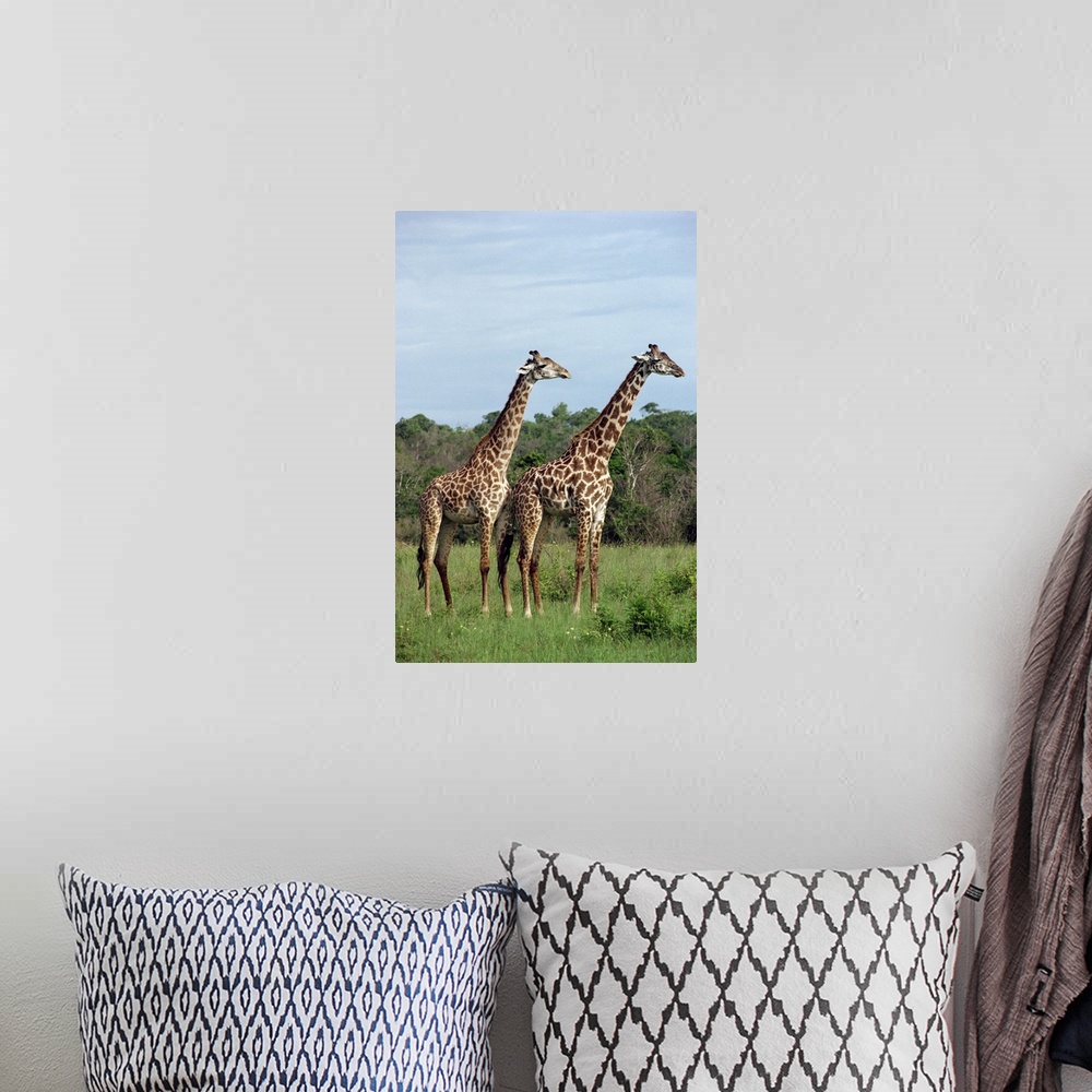 A bohemian room featuring Masai giraffes, Shimba, Kenya