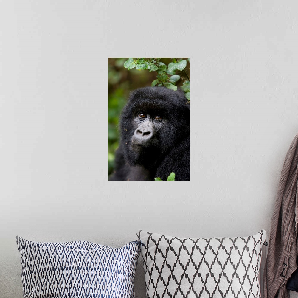 A bohemian room featuring Mountain gorilla, Rwanda (Congo border), Africa
