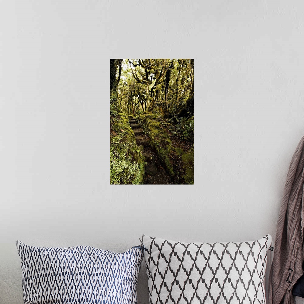A bohemian room featuring Native bush at Dawson Falls,  Egmont National Park, New Zealand