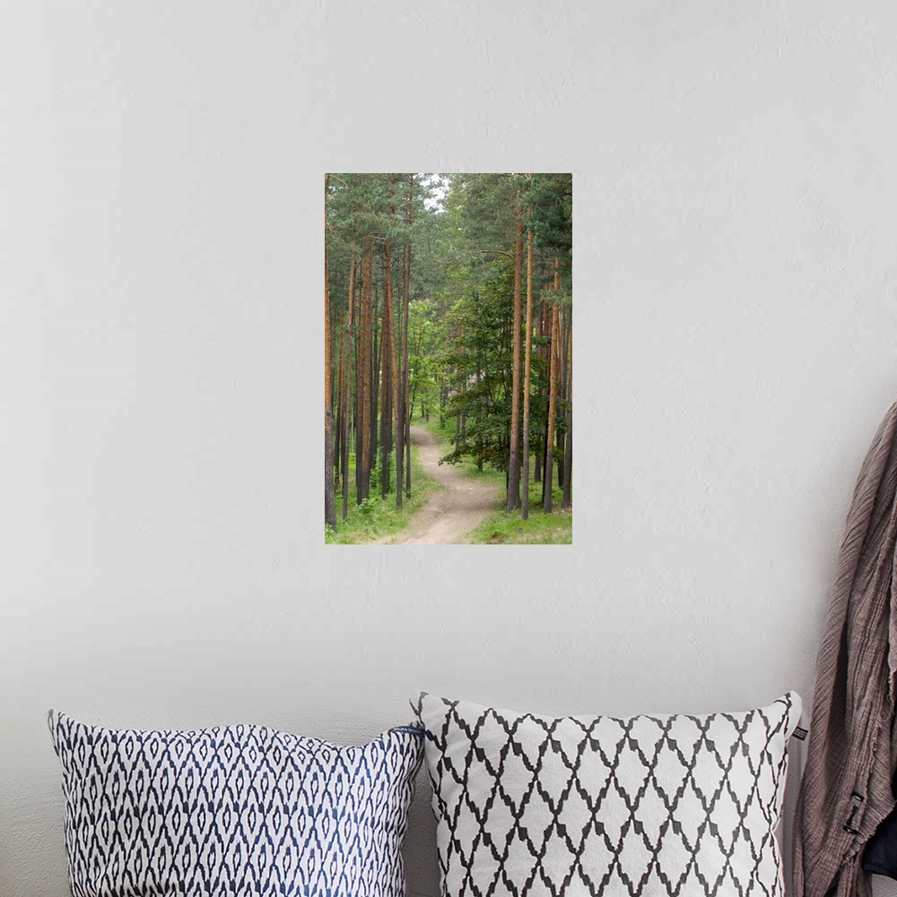 A bohemian room featuring Path through pine forest, near Riga, Latvia, Baltic States