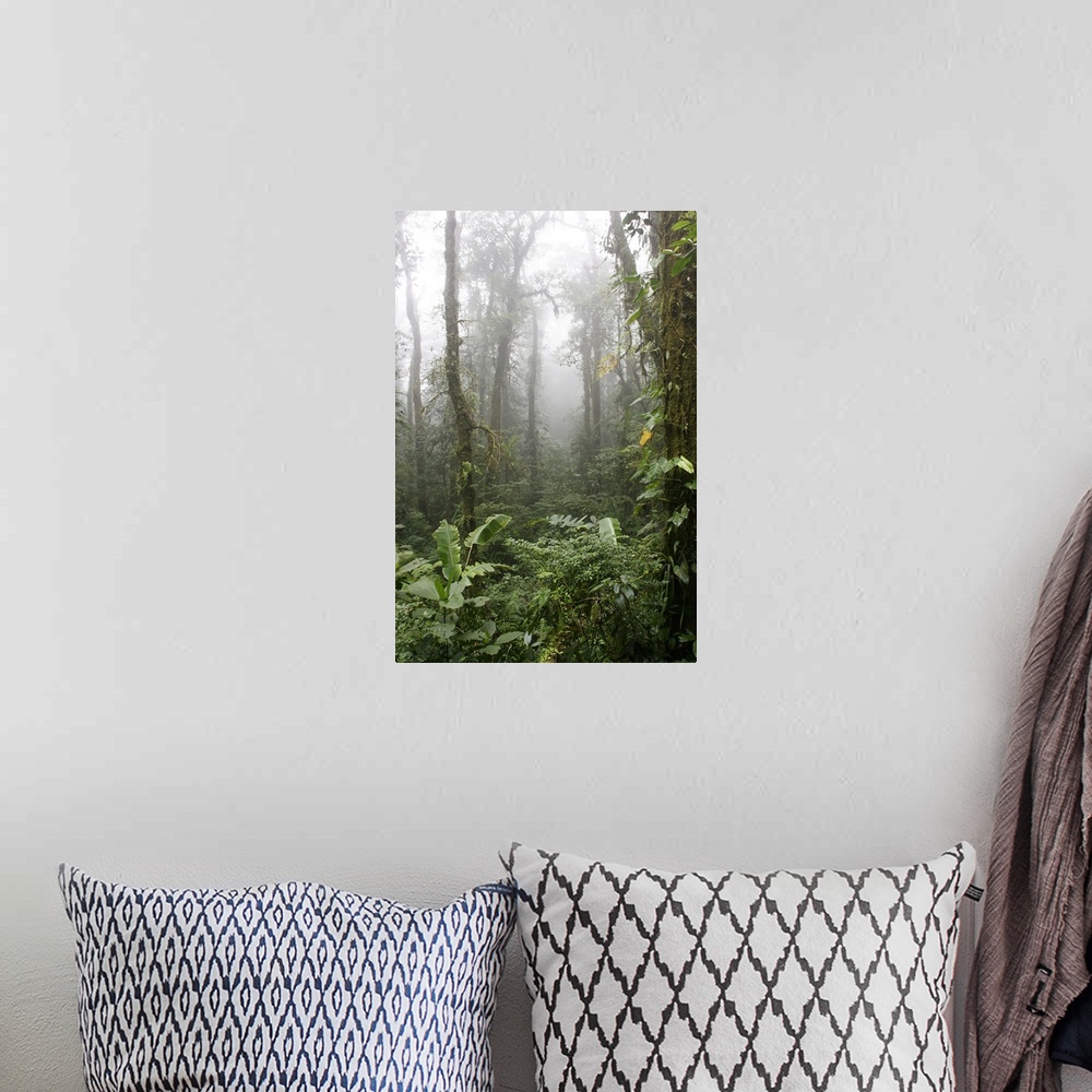 A bohemian room featuring Rainforest, Santa Elena Cloud Forest Reserve, Costa Rica